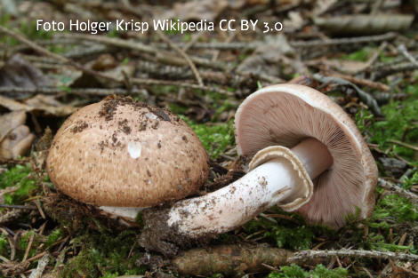 Foto vom Pilz