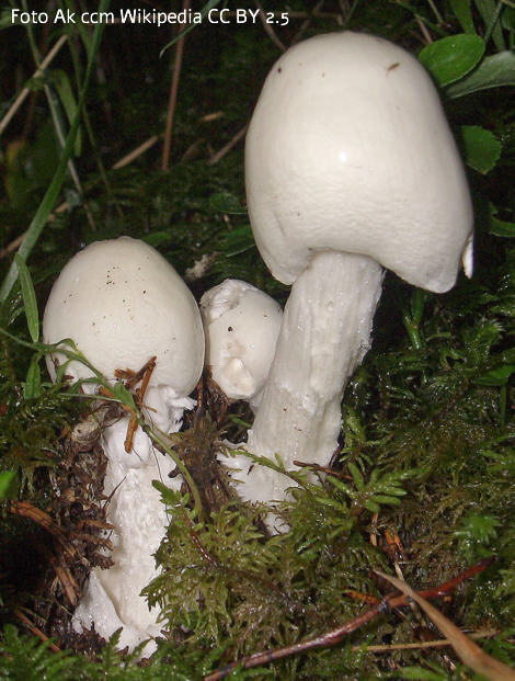 Foto vom Pilz