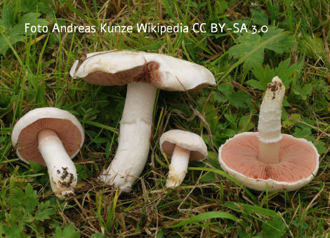 Foto vom Pilz