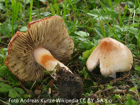 Foto vom Pilz