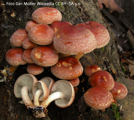 Foto vom Pilz