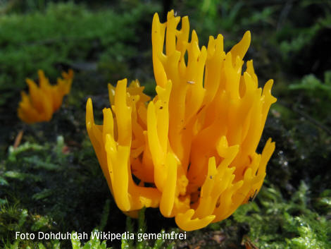 Foto vom Pilz