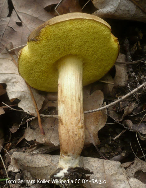Foto vom Pilz
