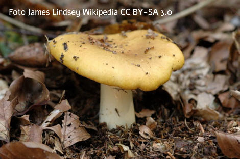 Foto vom Pilz