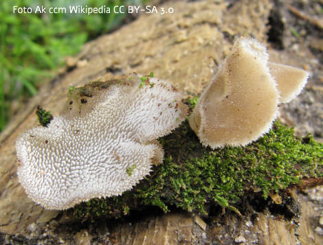 Foto vom Pilz