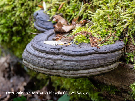 Foto vom Pilz